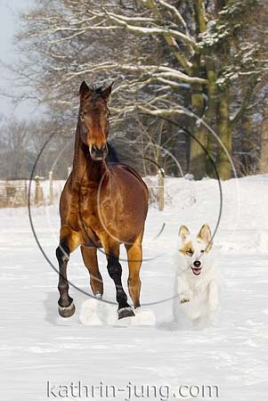 Pferd und Hund toben im Schnee