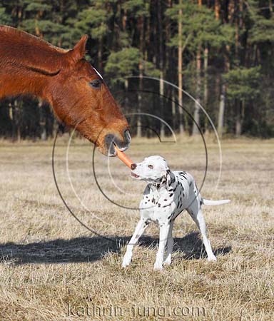 Pferd und Hund Möhre