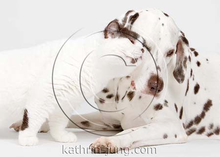 Britisch Kurzhaar BKH Katze und Dalmatiner Hund kuscheln