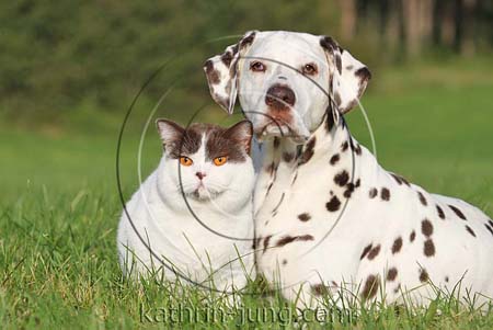 Hund und Katze Natur Wiese