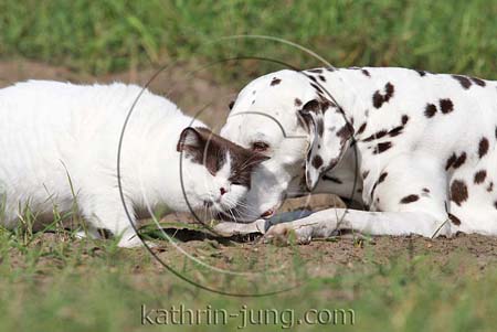Hund und Katze BKH Dalmatiner 