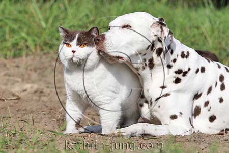 Hund und Katze Natur kuscheln