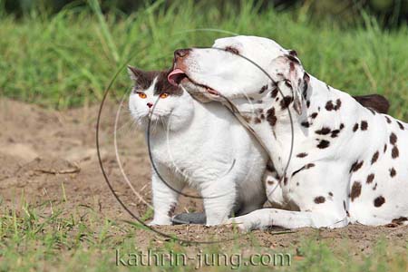 Hund leckt Katze Ohr 
