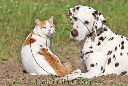 BKH rot weiss Harlekin und Dalmatiner Katze und Hund