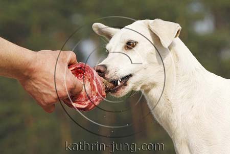 Hund frißt Fleisch aus Hand GTH German Trail Hound