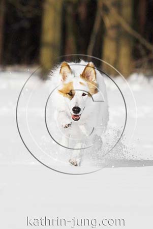 Hund in Action im Schnee