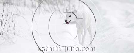 Hund im Schnee Schlittenhund GTH German Trail Hound
