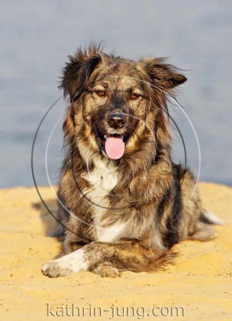 Hund am Strand Aussi 
