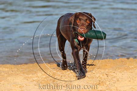 Labrador Wasser Dummy