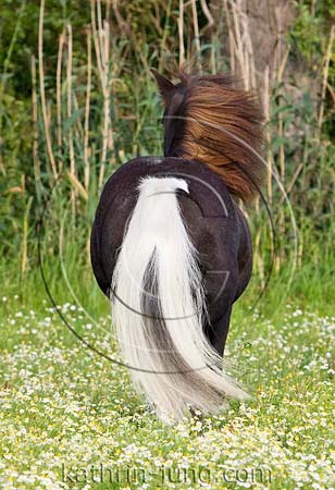 Pony in Blumenwiese