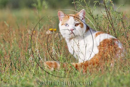 Katze im hohen Gras BKH red white harlekin odd eyed