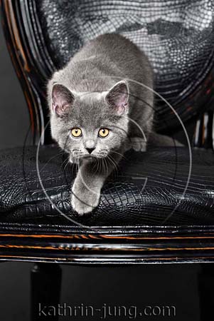 Katze BKH Kartäuser auf Stuhl