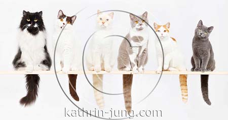 6 Katzen auf Holzbrett BKH Perser 6 Katzen auf Holzbrett BKH Perser