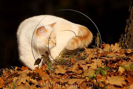 Katze im Herbstlaub Katze im Herbstlaub