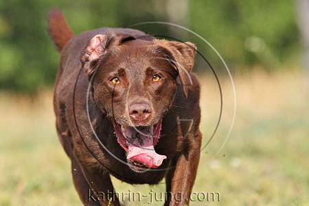 Labrador in Action Labrador in Action