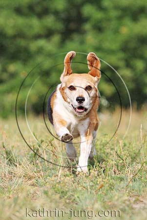Beagle in Action