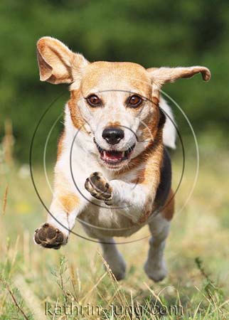 Senior Beagle Senior Beagle