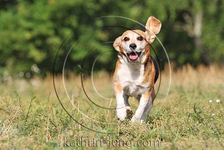 Beagle alt in Action