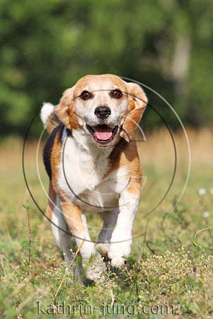 Beagle im Galopp