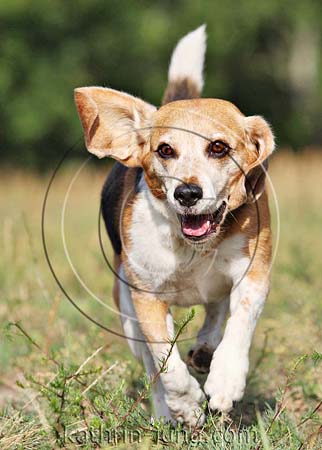 Beagle Senior