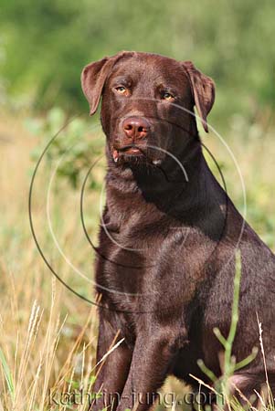Labrador braun Labrador braun
