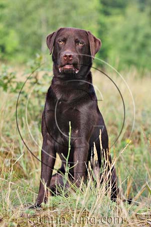 Labrador Lefze eingeklemmt Labrador Lefze eingeklemmt