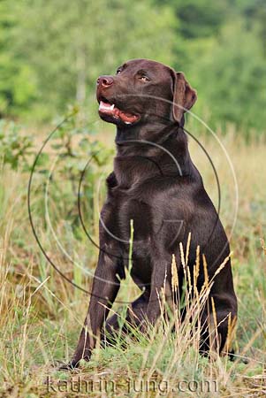 Labrador brauner Labrador brauner