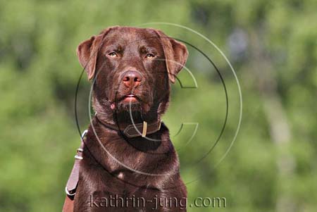 Labrador Portrait