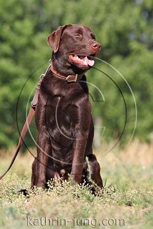 Labrador an Leine