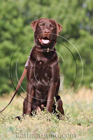Labrador Hund braun