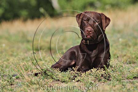 Labrador braun Wiese