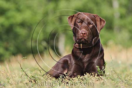 brauner Hund im Gras Labrador brauner Hund im Gras Labrador