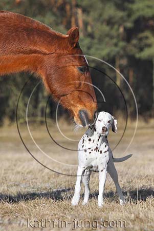 Hund und Pferd Dalmatiner Metistraber Hund und Pferd Dalmatiner Metistraber