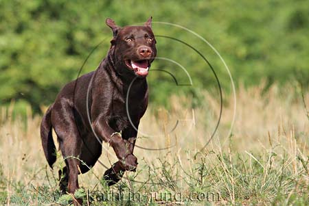 Labrador in Action