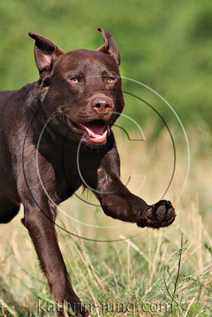 Labrador rennt Labrador rennt