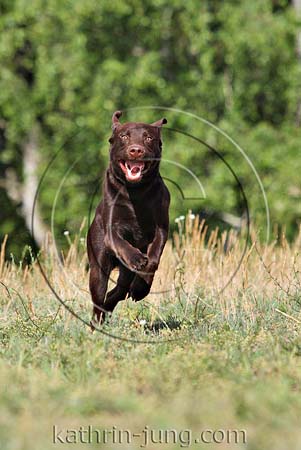 Labi in Action Labi in Action