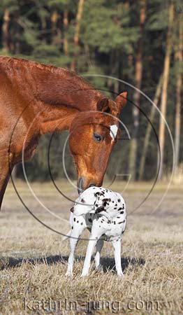 Pferd und Hund Metistraber Dalmatiner