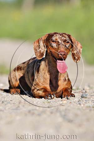 Hund merle im Platz