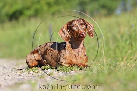 Hund Kopf schief schaut fragend