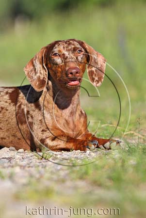 Rassehund Dackel Kurzhaar