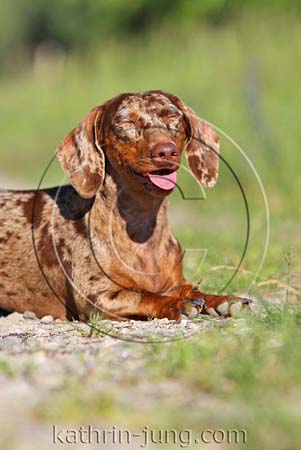 Rassehund Dackel Kurzhaar merle