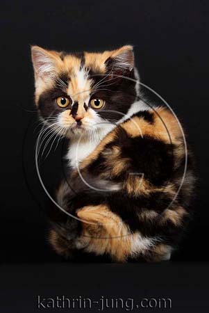 BKH Kitten