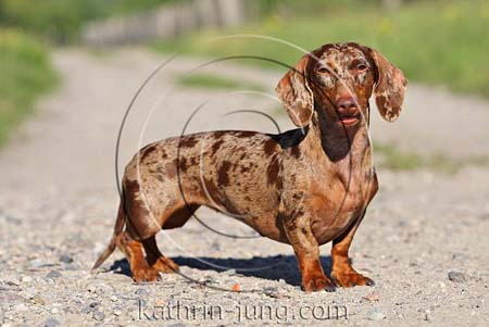 Dackel merle Rassehund outdoor