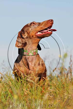 Dackel Hund Wiese Dackel Hund Wiese