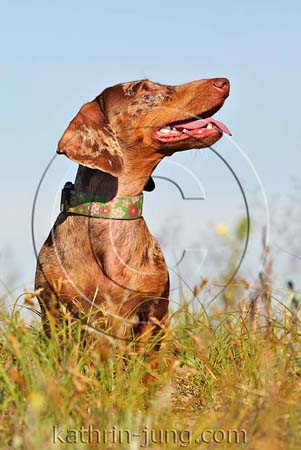 Hund Wiese Hund Wiese