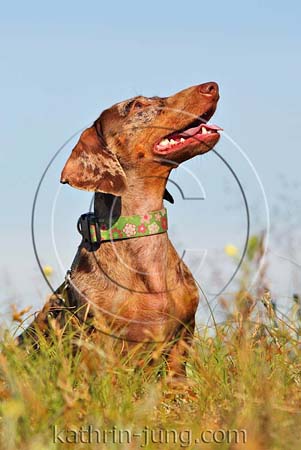 Hund Wiese Dackel Hund Wiese Dackel