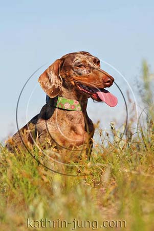 Teckel Hund Wiese Teckel Hund Wiese