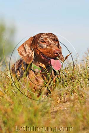 Teckel Hund Wiese Teckel Hund Wiese