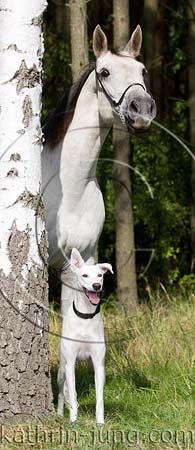 Pferd Schimmel Missouri Foxtrotter GTH German Trail Hound Pferd Schimmel Missouri Foxtrotter GTH German Trail Hound