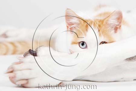 BKH und Hundebeine